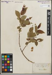 Foto von Salix pentandra L.